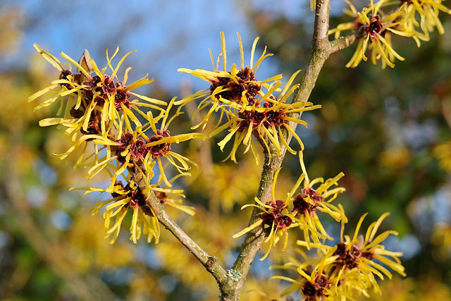 Hamamelis