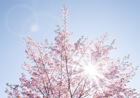 fruehling