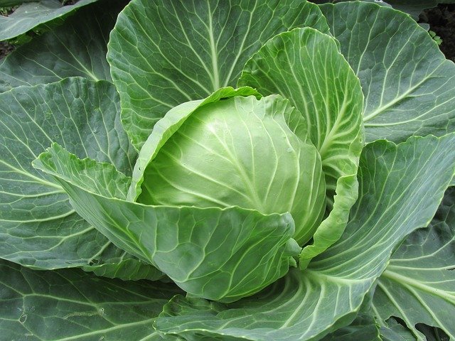 Sauerkraut