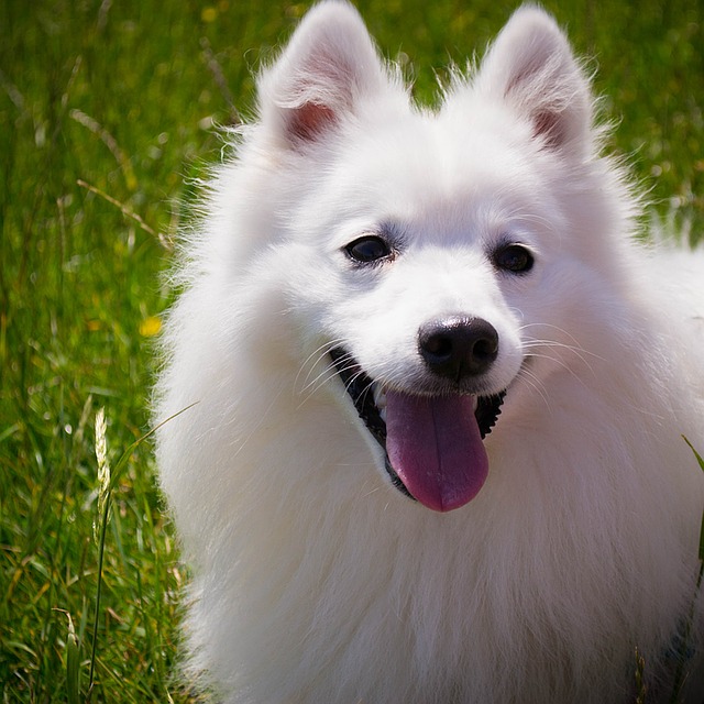 spitz