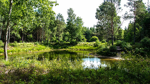 waldsee