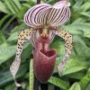 Orchideenzucht 2024